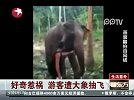好奇惹祸 游客遭大象抽飞