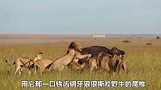 霸道水牛对战十多头狮子，在狮群中横冲直撞，打的雄狮毫无招架