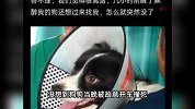 疑绝育手术失败，医院故意开车撞死狗！主人：医院说为我好