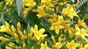 扫墓归来顺手采摘这种植物煮汤 1家6口全进医院