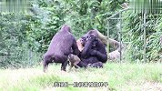 这两只黑猩猩就是太老实，才被野猴欺负，真该给它点颜色瞧瞧