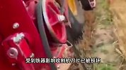 农户35亩田被放尖锐钢筋，收割机刀片遭损坏，农户：有人故意的