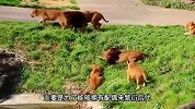 冷酷无情！为什么雄狮在打架时，母狮只是在旁边冷眼观战？