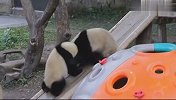 两只熊猫团子争着玩滑梯，谁也不让谁，结局笑翻了