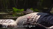 秃鹫发现鳄鱼，扑上去就大快朵颐，镜头记录全过程
