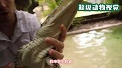 男子掰开鳄鱼嘴，里面居然住着一个“异物”，这究竟是什么？