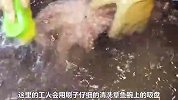 实地探访章鱼须怎么加工出来的？加工前让人恶心，加工后让人想吃