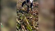 非常可靠！男子带父亲花2天帮女友家收玉米，女友：效率极高