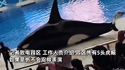 上海一虎鲸表演时出现流血，观众怀疑是被门划伤了，公园：可能处于生理期