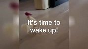 喊你起床的不是闹钟名场面，是梦是梦想还是做梦都想，特别的闹钟