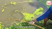 大爷钓上巨物，却突然被拽入水中，一番搏斗后将其抓上岸