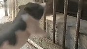 猪：你推我一把，卡住了