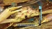 巨型蜘蛛蟹堪比异形 震撼螃蟹市场