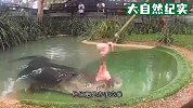 男子作死挑衅鳄鱼，下一秒意外发生，男子下场惨不忍睹
