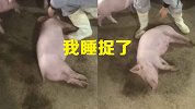 小猪躺地睡觉半天叫不醒 主人：养猪这么久首次见