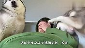 两只哈士奇争宠，发展到后来直接大打出手，看完笑出眼泪