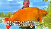 男子钓鱼发现不对劲，花25分钟拉上来后惊喜大叫：世界最大的金鱼