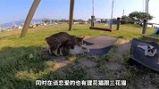 如果你坐在猫岛上，很快会被猫咪包围？