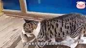 这只猫咪太坏了，抓到一只耗子后，竟当着主人面不断戏弄它
