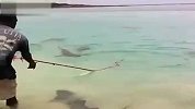 碉堡！男子海边给鲨鱼做饭引来大批鲨鱼哄抢