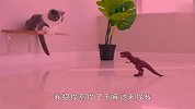 主人买了个会动的恐龙，家里的猫咪全凌乱了，场面笑爆了