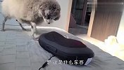 铲屎官买了个按摩机，狗狗看到后，反应太逗了