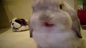 [搞笑]搞笑动物！这是兔子还是小狗啊