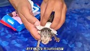 浸泡在雨水里的小奶猫，却意外收获了两个猫妈妈，它实在太幸运了
