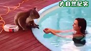 考拉误闯豪宅泳池，游泳的女子竟然捧水给它喝，考拉的举动太萌了