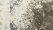 密恐慎入！英国海滩被百万神秘昆虫覆盖