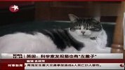 科学家发现猫也有“左撇子”公猫比母猫多