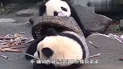 两只熊猫宝宝在打架，熊妈看到会怎么做？差点笑翻了