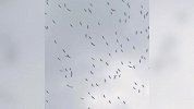 唐山上空几千只鸟成群盘旋密密麻麻颇为吓人 专家：这是好事