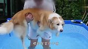 铲屎官假装把狗子扔进水里，看到汪星人的反应，要笑出眼泪了