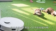 小水獭第一次看到扫地机器人，反应太逗了，看完忍住别笑