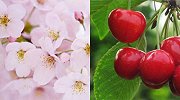 樱花结的果子就是美味的樱桃吗？网友：樱花谢了结“樱桃”