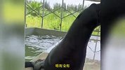 野生动物园海狮被指伤痕累累，园方：养得太好了，是肥胖纹