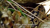 非洲皇家巨蟒捕猎现场，直接勒到猎物窒息，巨凶猛