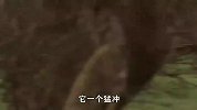 羚羊“戏精”附体，靠装死从猎豹口中逃生，网友：不愧是演技派！