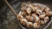 质感浓郁的辣酒煮花螺，让你品尝别样风味的花螺肉！