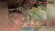 8岁男孩野外识草发现疑似金矿，父亲回应