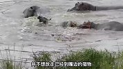 角马被鳄鱼拖入水中，在绝境中却出现了反转