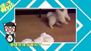 哔哔嘿嘿乐75-20161026-辣眼！妹纸姨妈巾玩出新花样