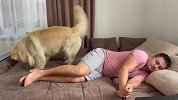 金毛看主人睡觉不理自己，瞬间恼火了，接下来忍住别笑