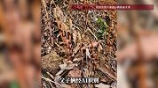 8岁男孩与家人爬山发现大片问荆草和含云母的石块，推测这座山下可能有黄金！