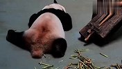 如果让熊猫跳舞会怎么样？看完笑翻了，网友：精彩！