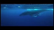 海底世界之鲸鱼
