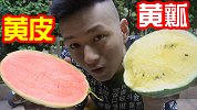 把最奇葩的西瓜全买回来！黄皮西瓜和黄瓤西瓜真好吃？