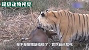 羚羊见到老虎直冲过去，结果被老虎完虐，太惨了