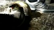 搞笑-20120326-乌龟和鞋子的激情